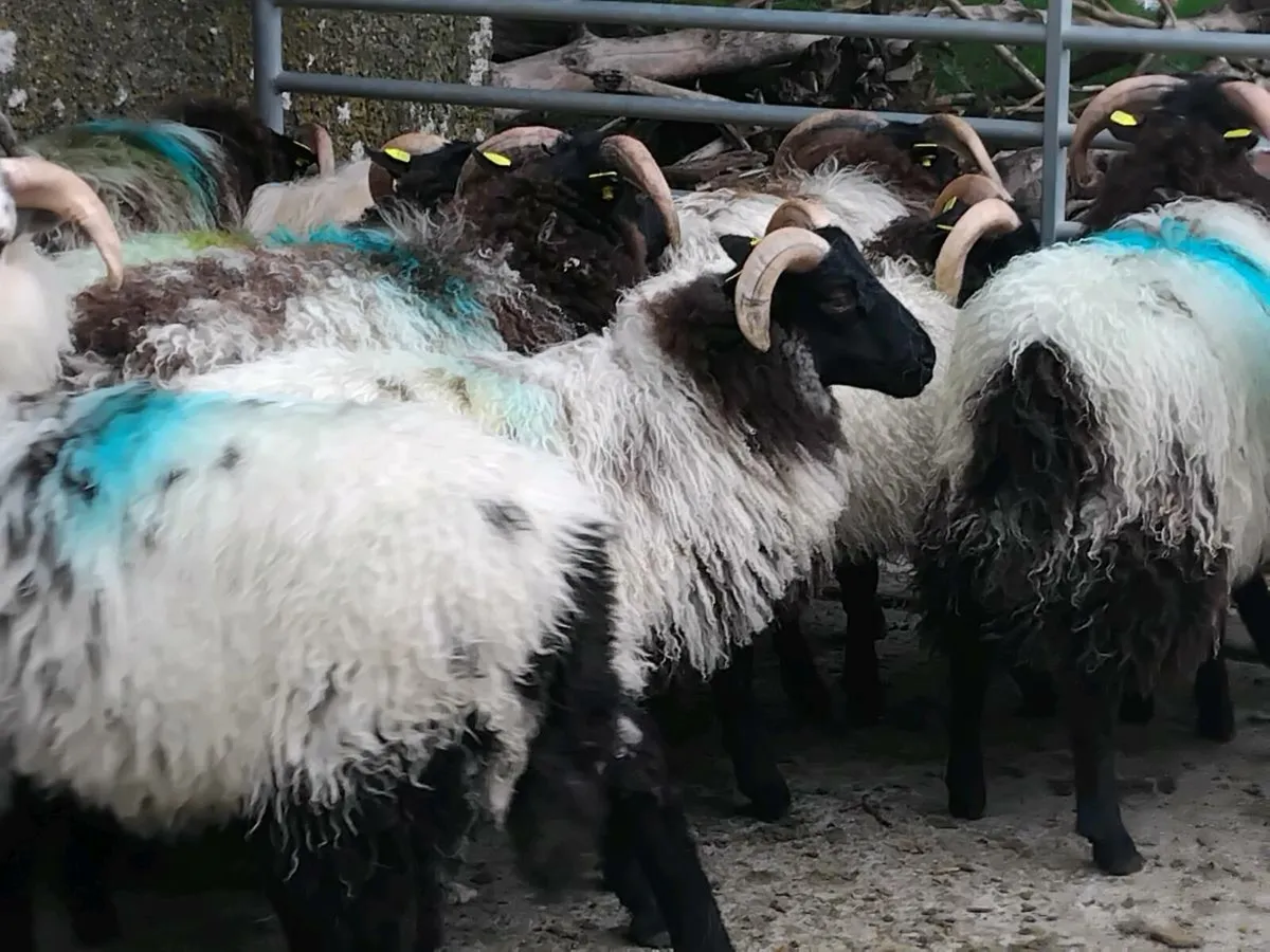 18 Horned Ram Lambs - Image 2
