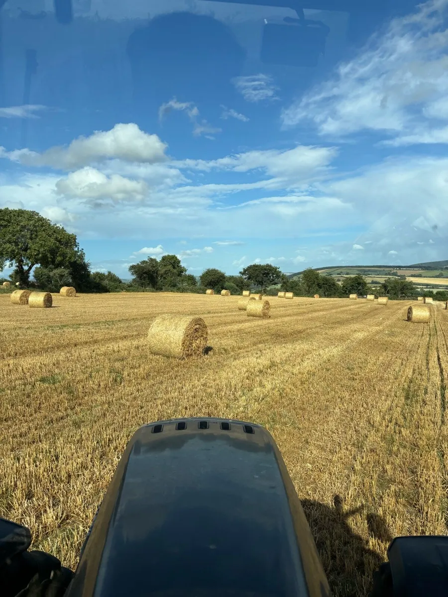 Barley straw - Image 3