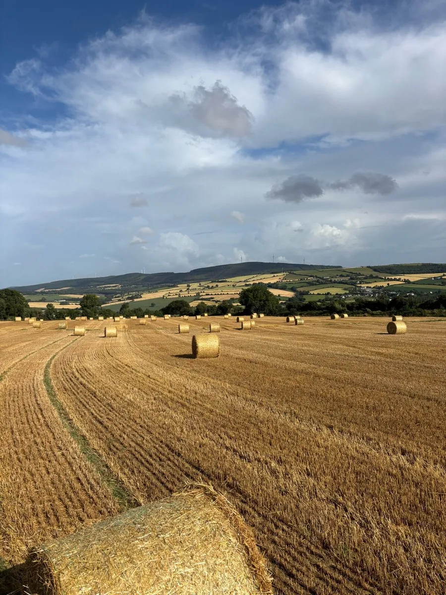 Barley straw - Image 1