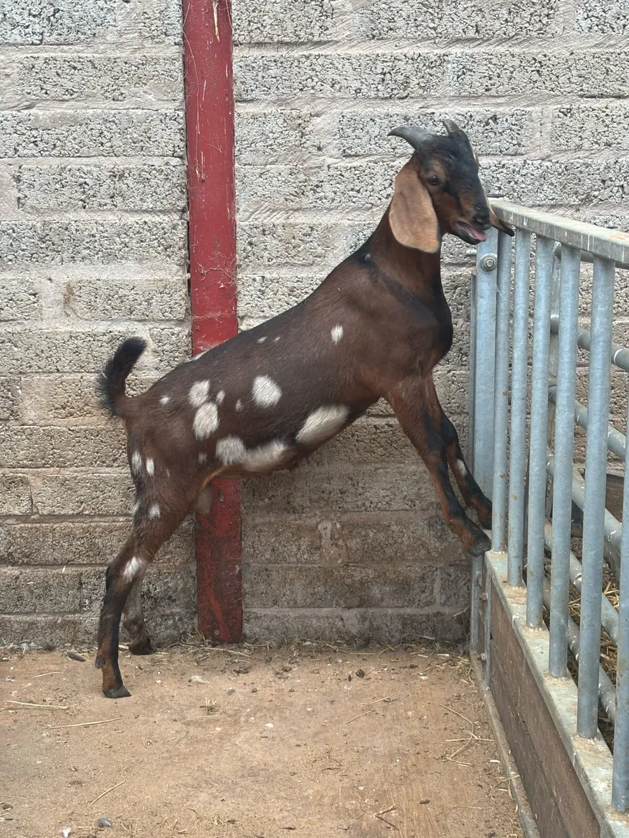 Purebred Nubian Billy’s - Image 2