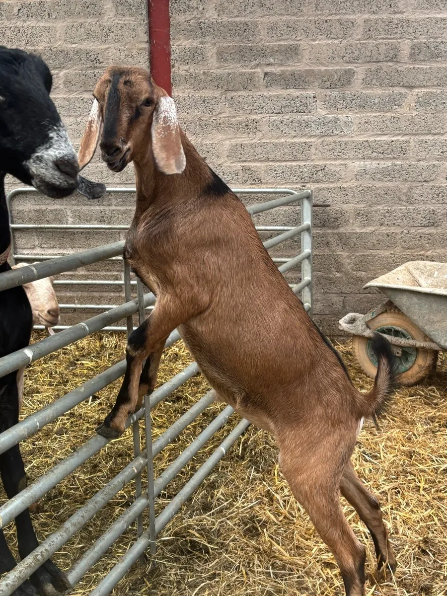 Purebred Nubian Billy’s - Image 3