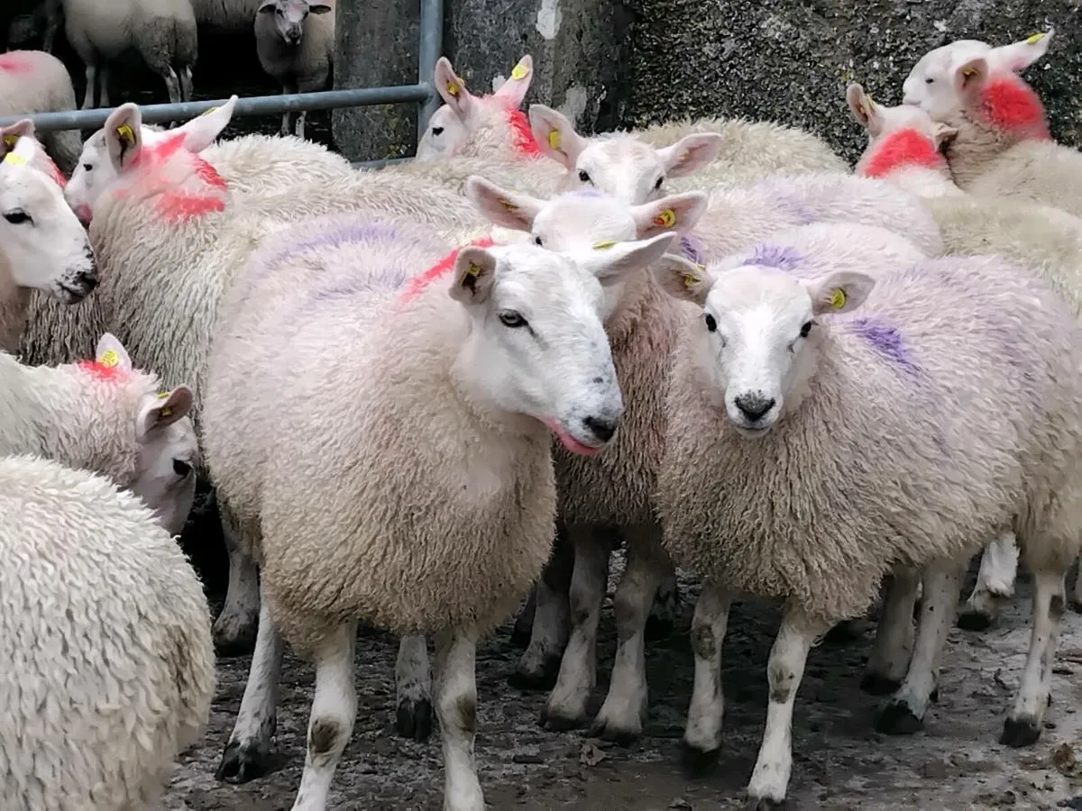 20 Cheviot Ewe Lamb's - Image 2