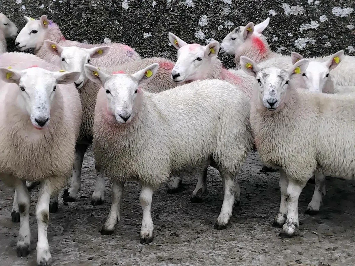 20 Cheviot Ewe Lamb's - Image 3
