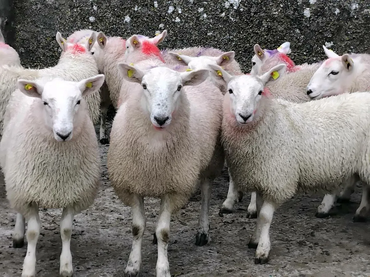 20 Cheviot Ewe Lamb's - Image 4