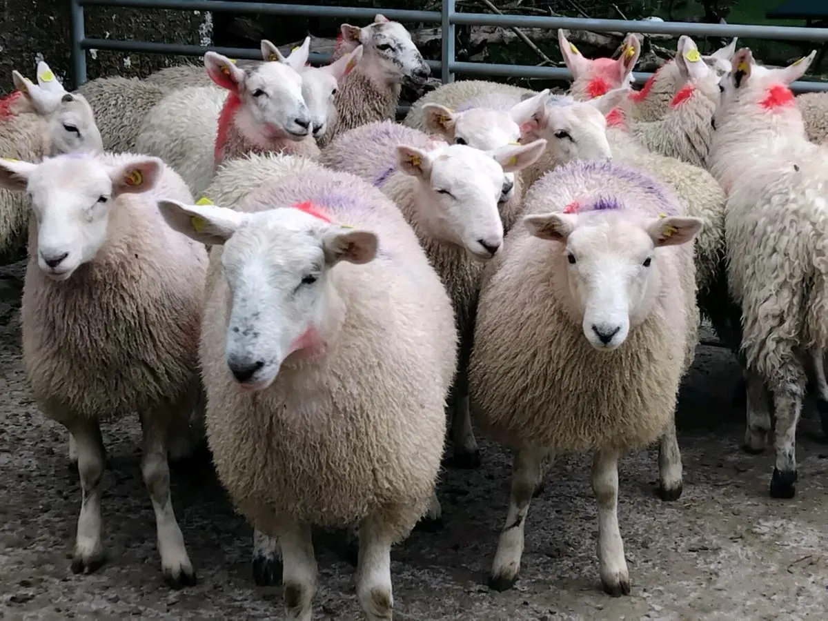 20 Cheviot Ewe Lamb's - Image 1