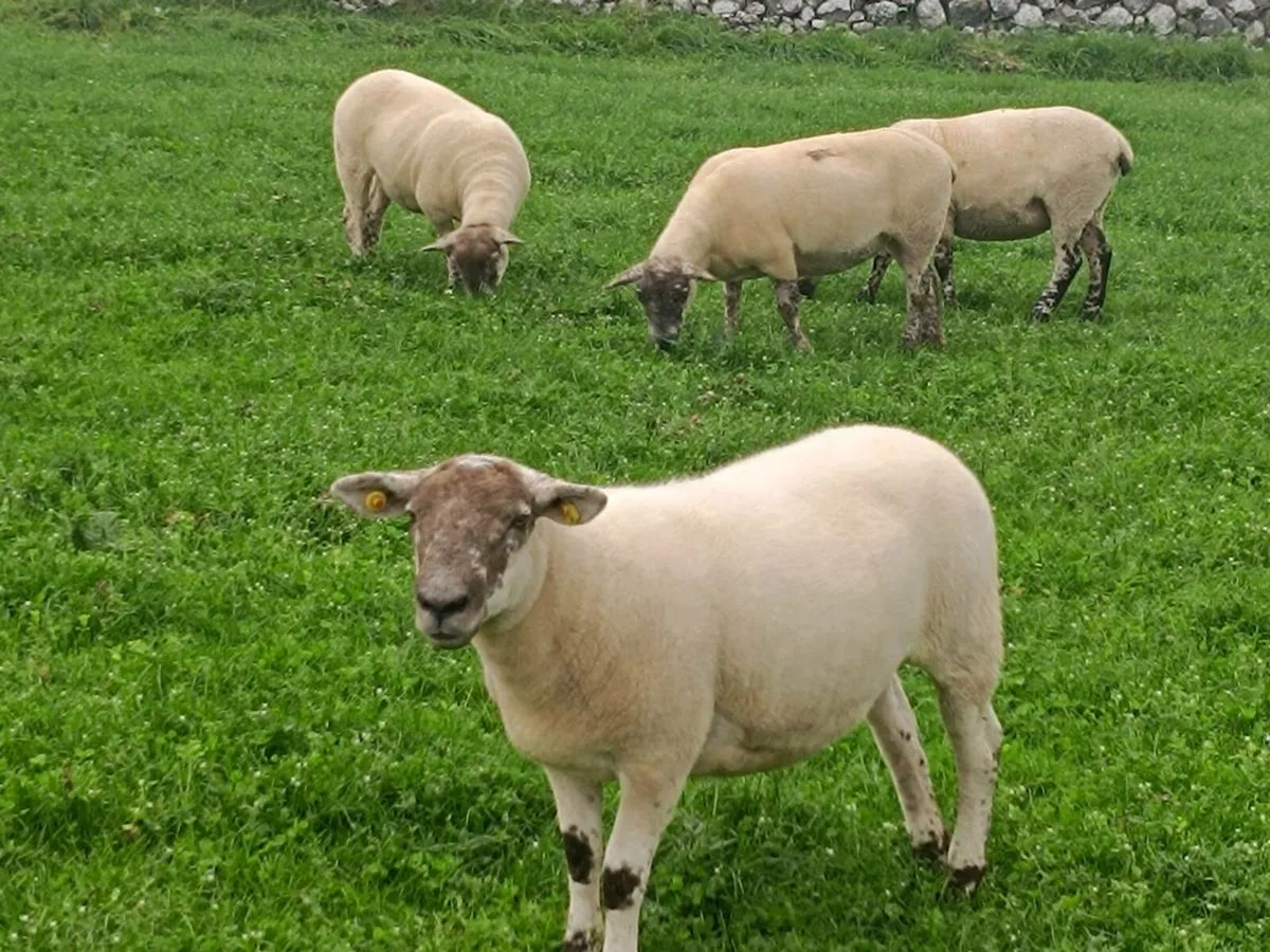 Texel Hoggets - Image 1