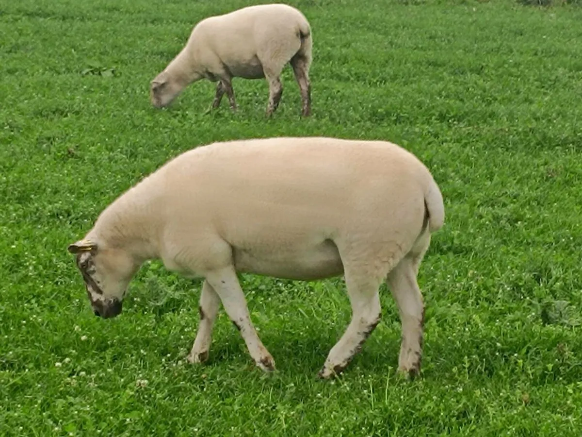 Texel Hoggets - Image 2