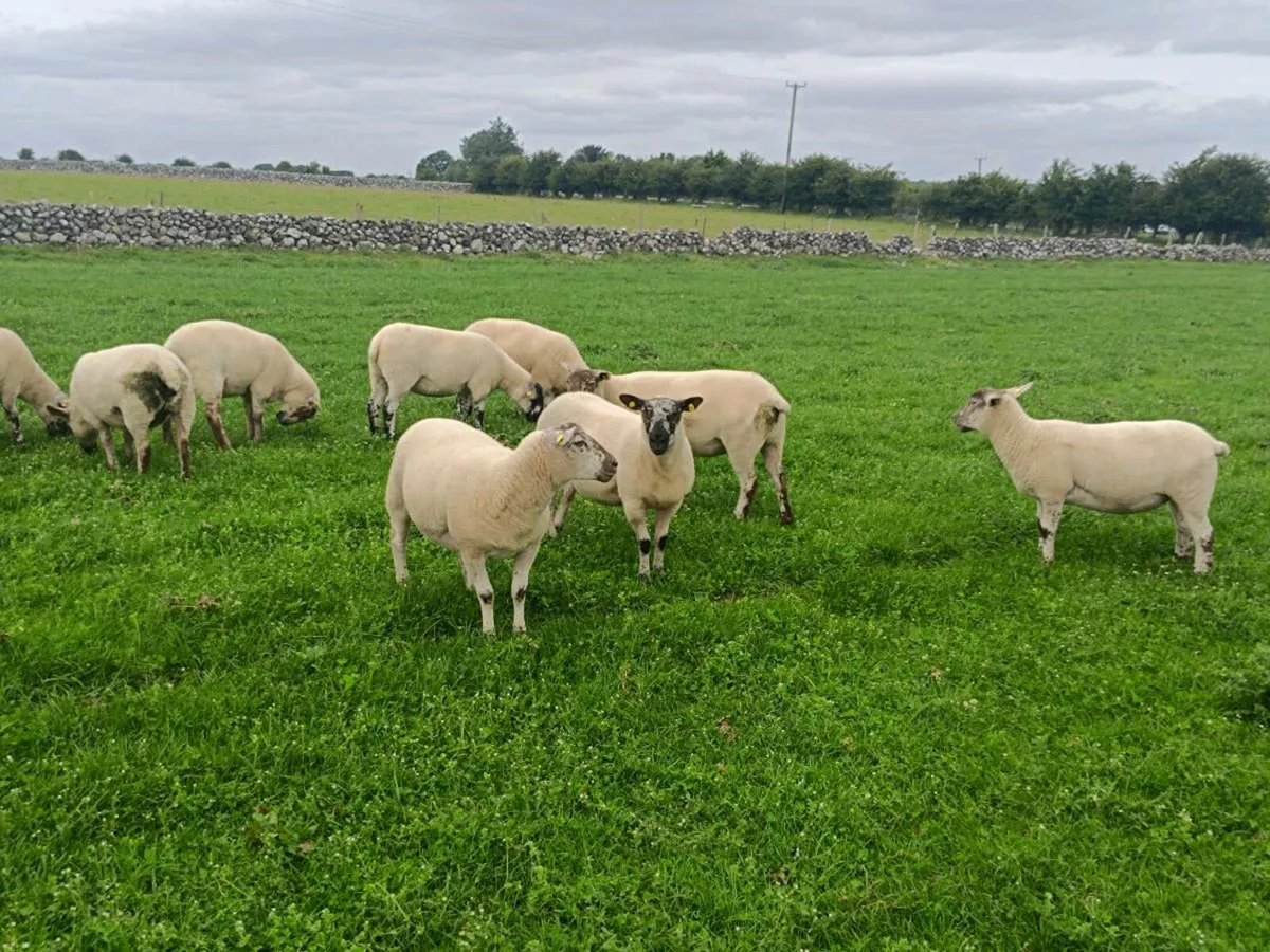 Texel Hoggets - Image 3