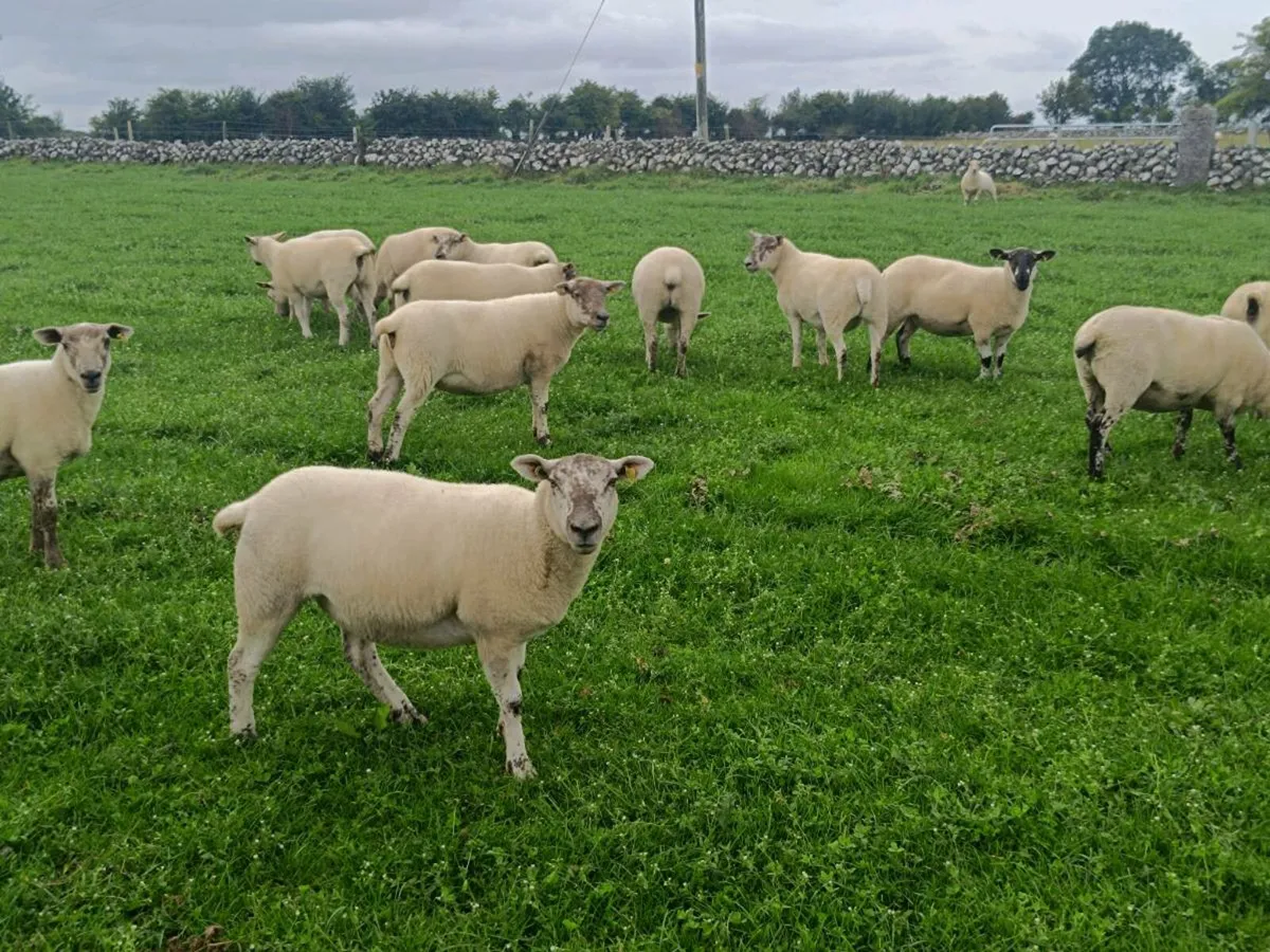 Texel Hoggets - Image 4
