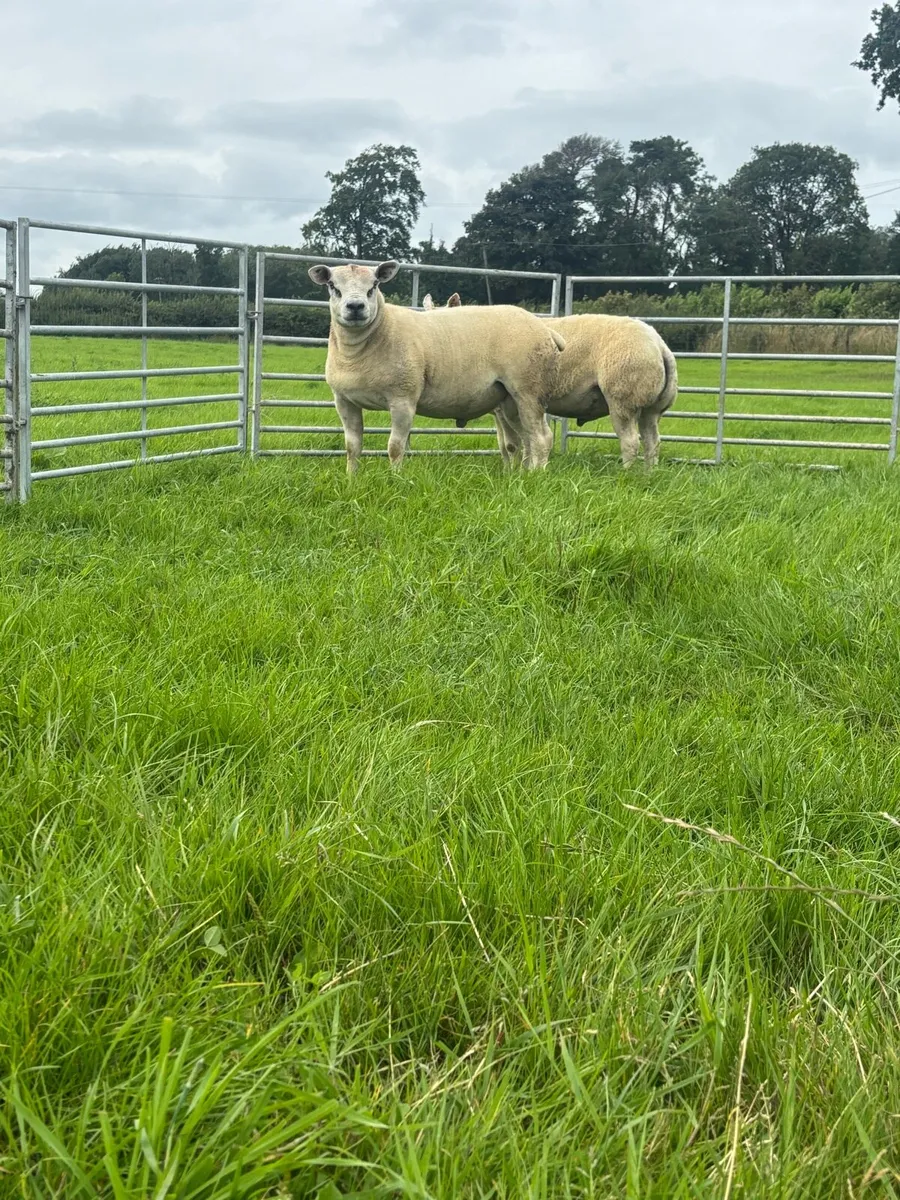 Hogget rams - Image 1