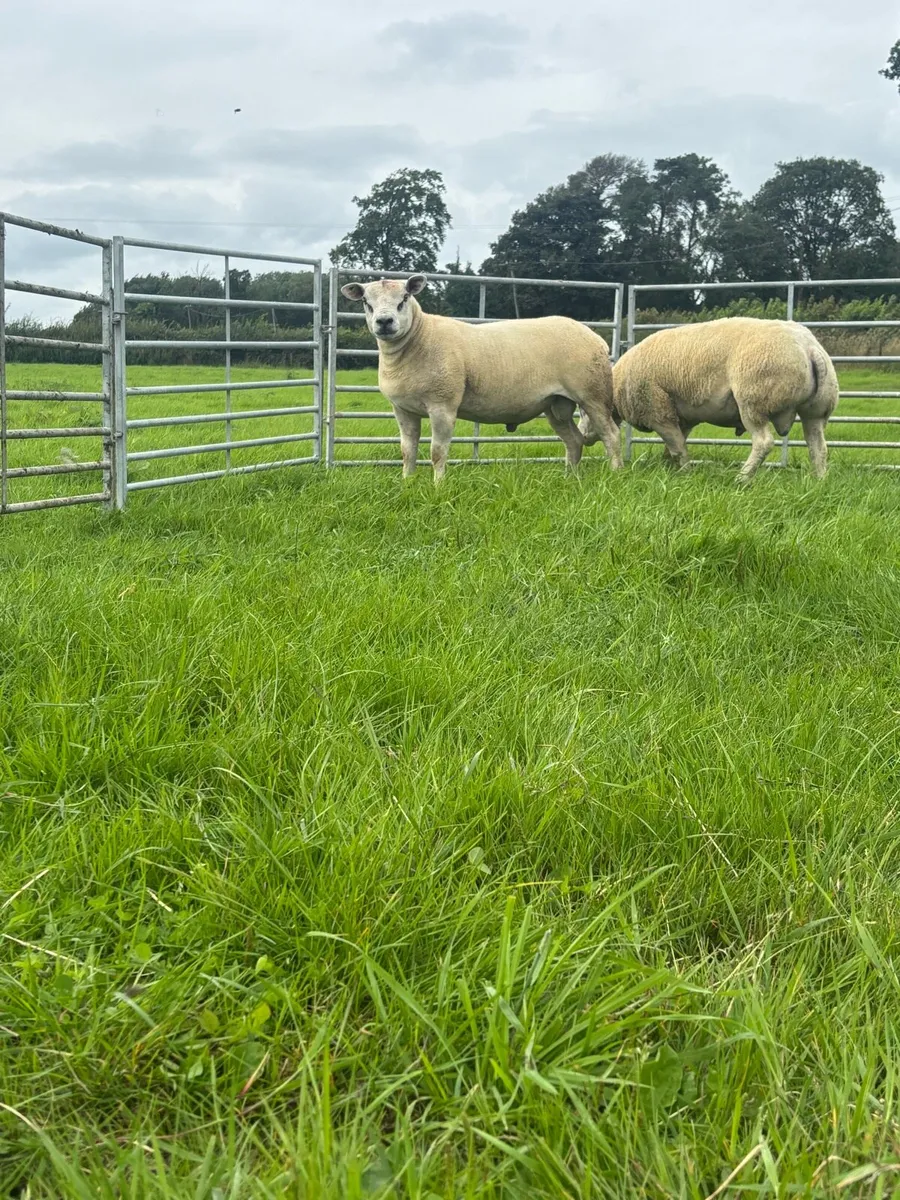 Hogget rams - Image 2
