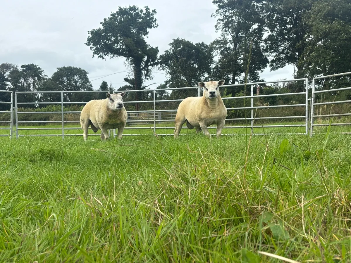 Hogget rams - Image 3