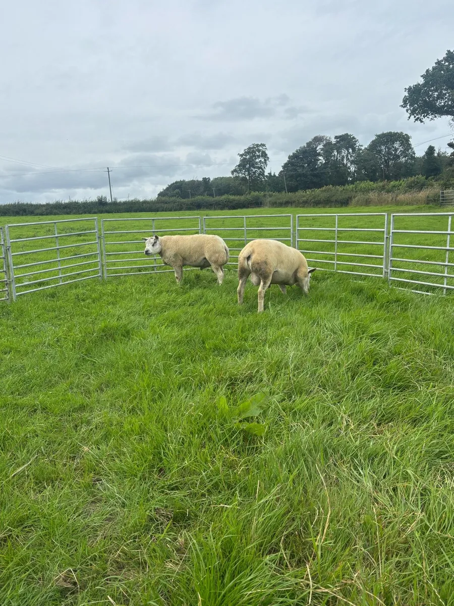 Hogget rams - Image 4