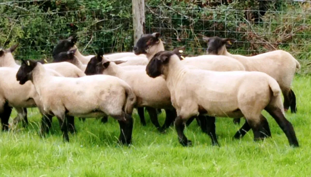 Hogget Ewes - Image 4