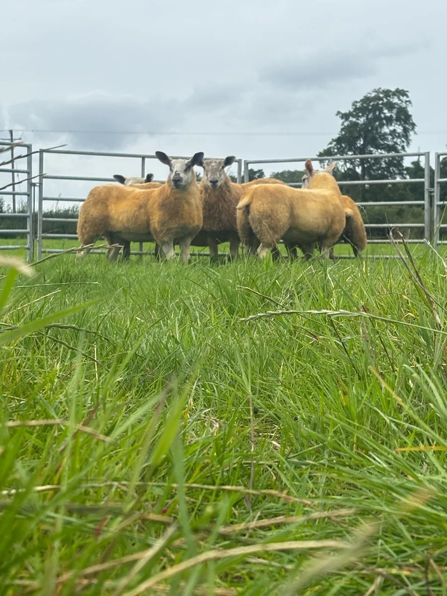 Ewe lambs - Image 1