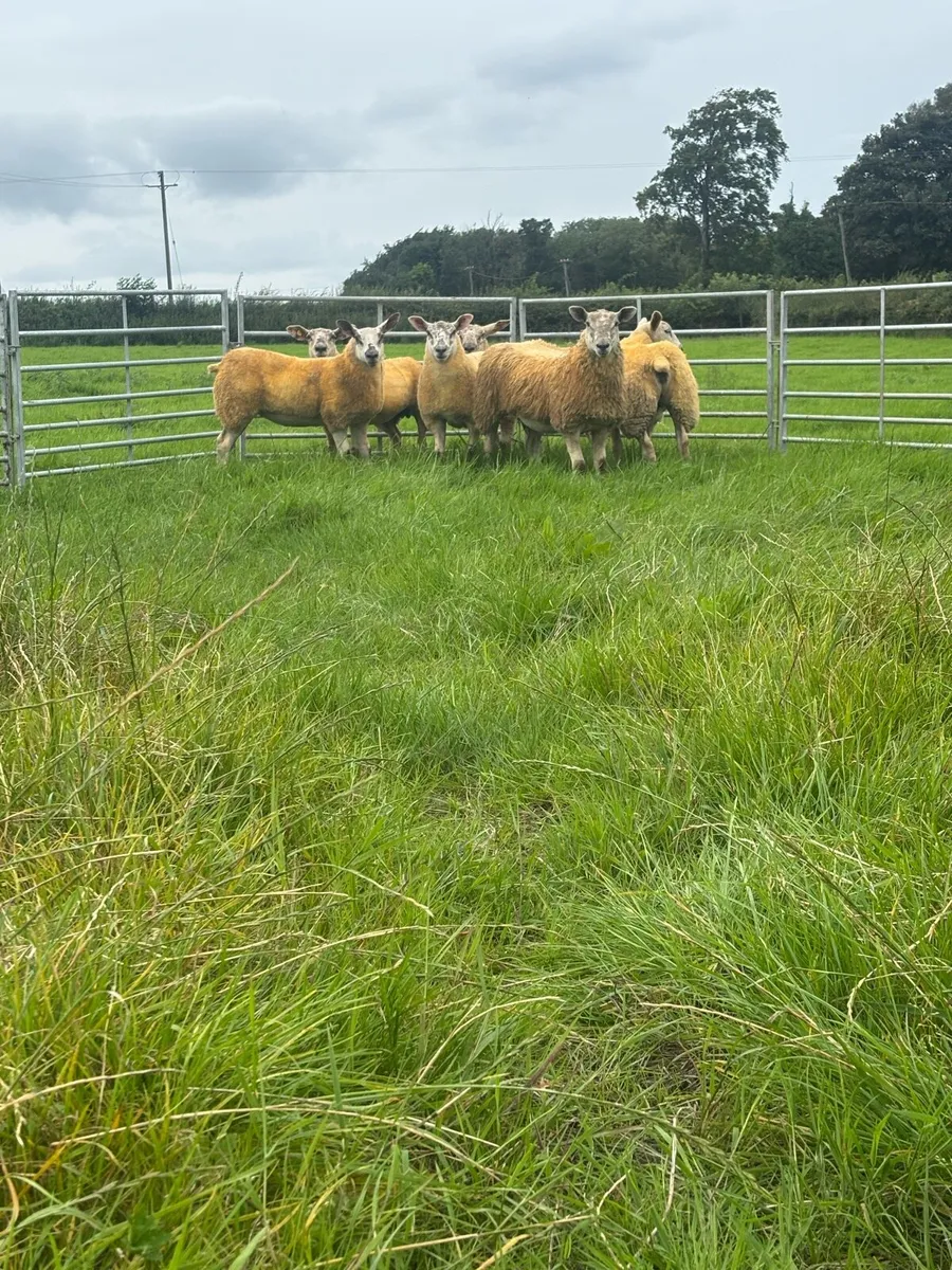 Ewe lambs - Image 2