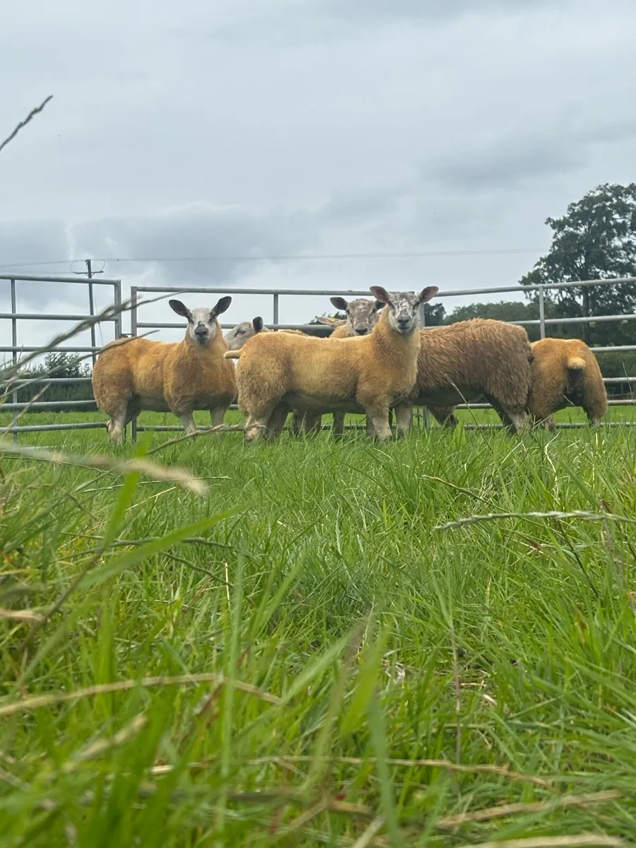 Ewe lambs - Image 3