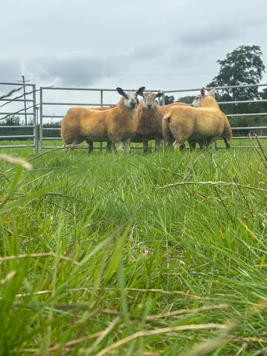 Ewe lambs - Image 4
