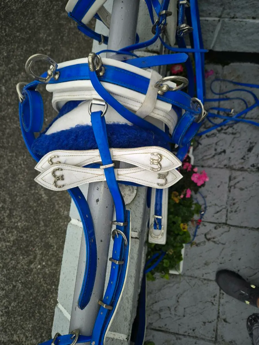 Rowcart and harness - Image 2