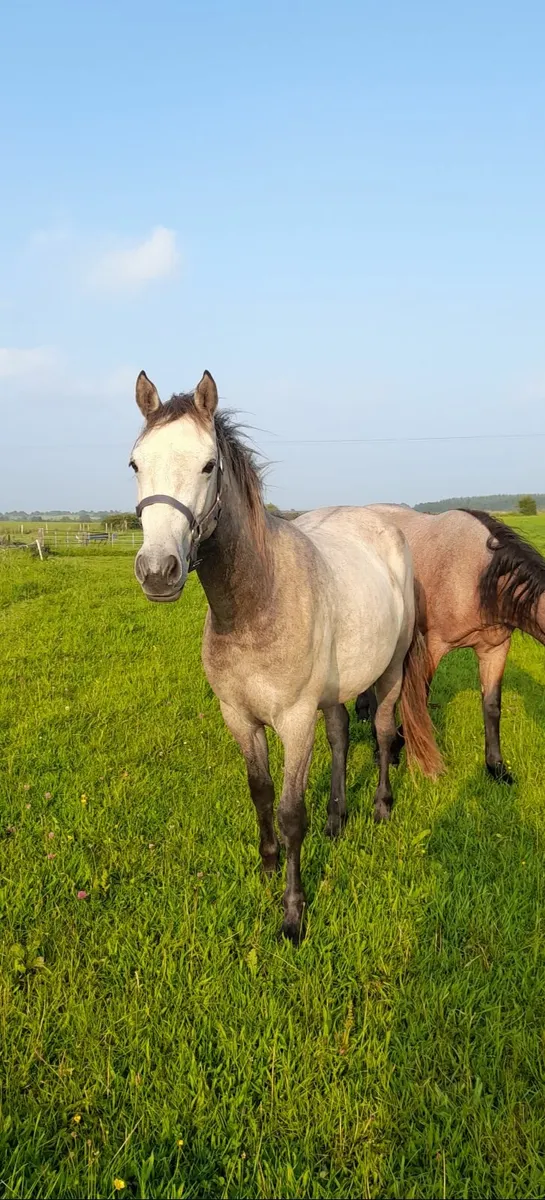 Connemara 2 year old filly - Image 1