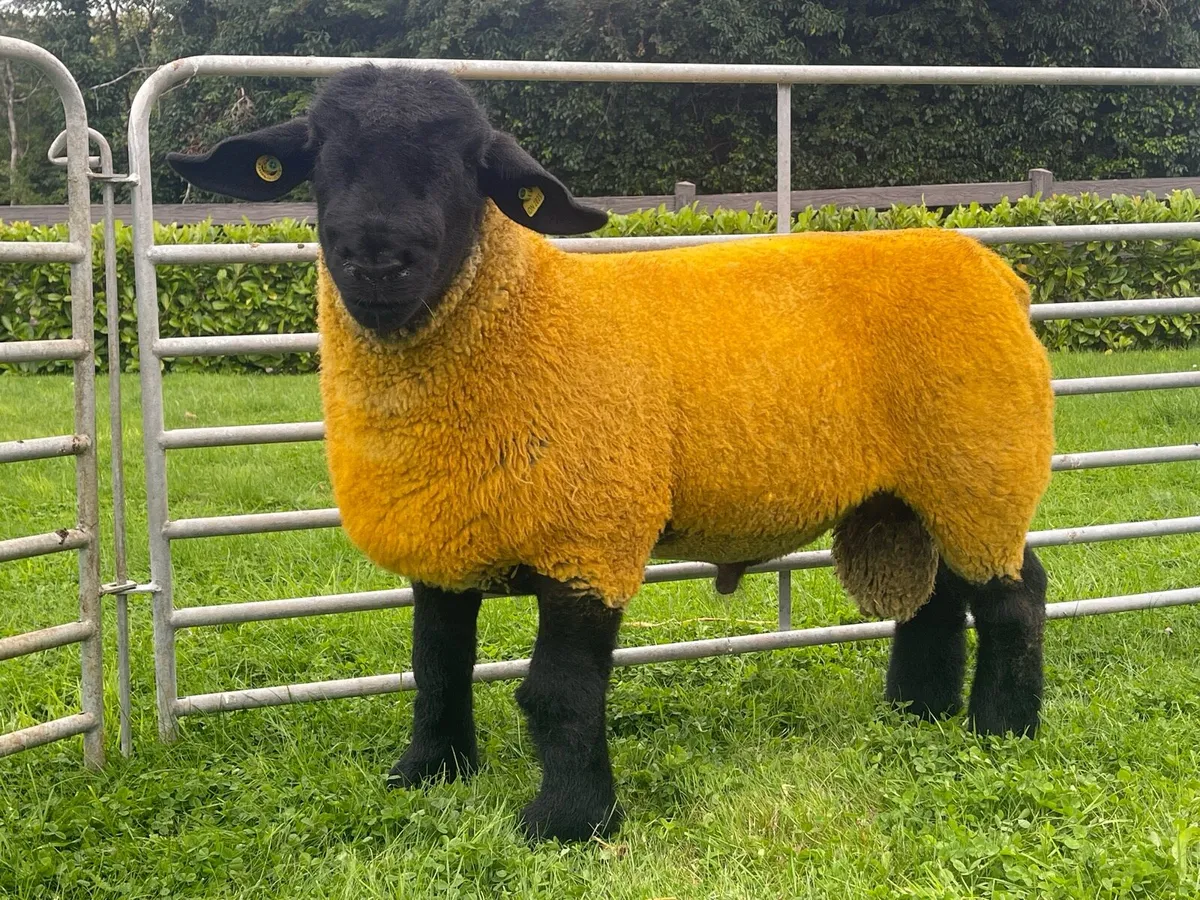 Pedigree Suffolk Ram Lambs - Image 1