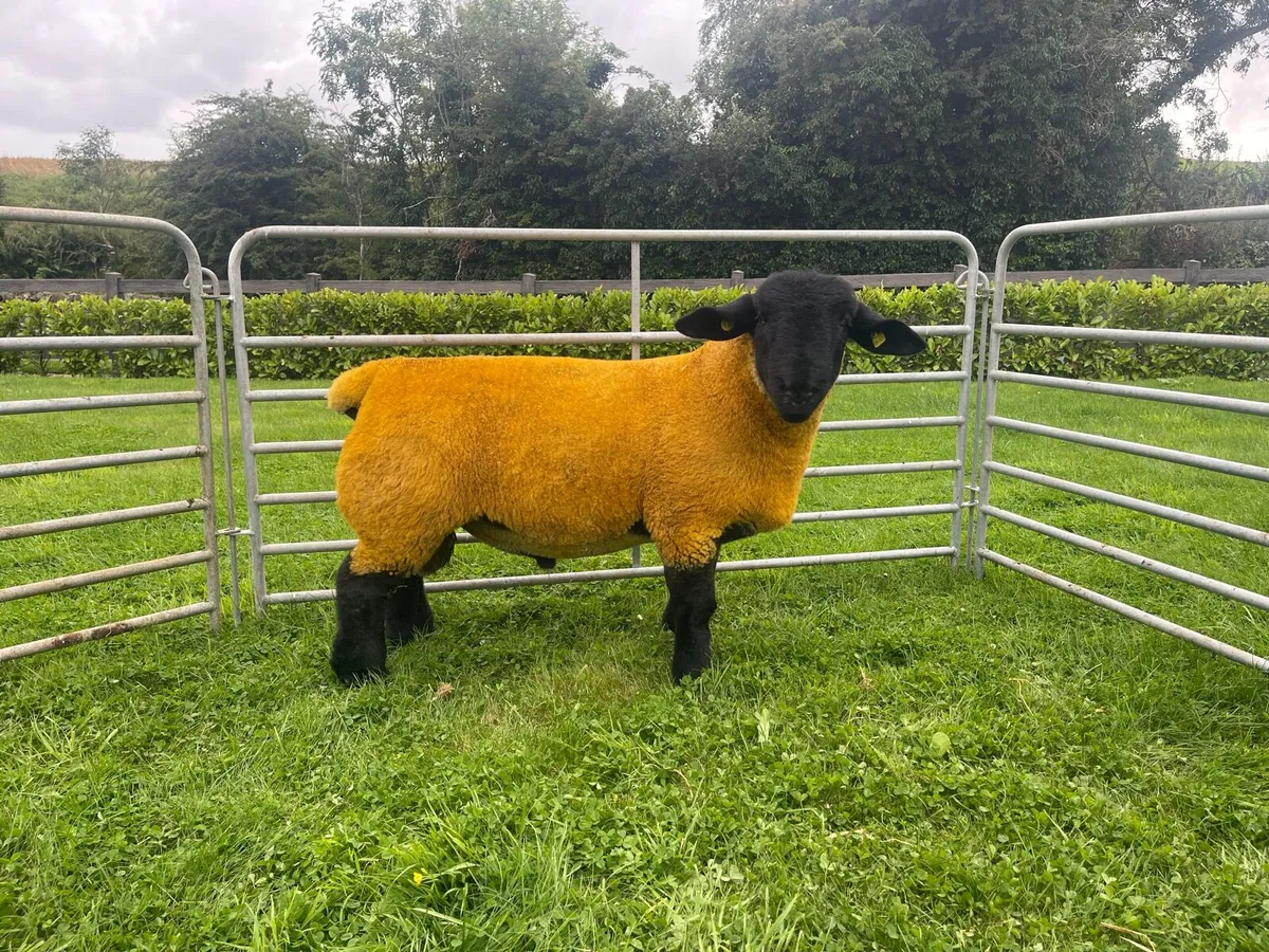 Pedigree Suffolk Ram Lambs - Image 2