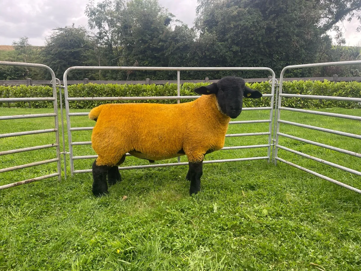 Pedigree Suffolk Ram Lambs - Image 3