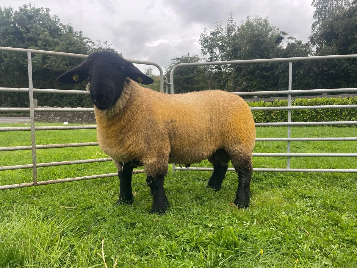 Pedigree Suffolk Ram Lambs - Image 4