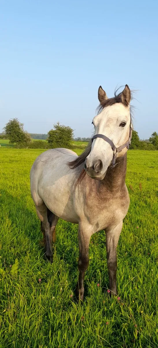 Connemara 2 year old filly - Image 3
