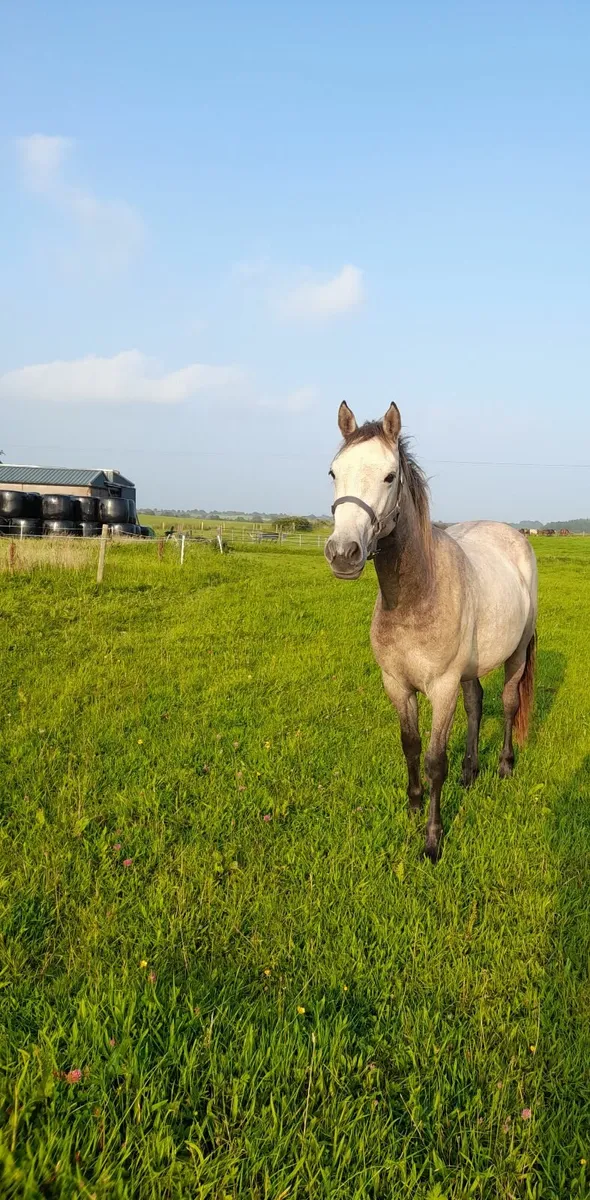 Connemara 2 year old filly - Image 4