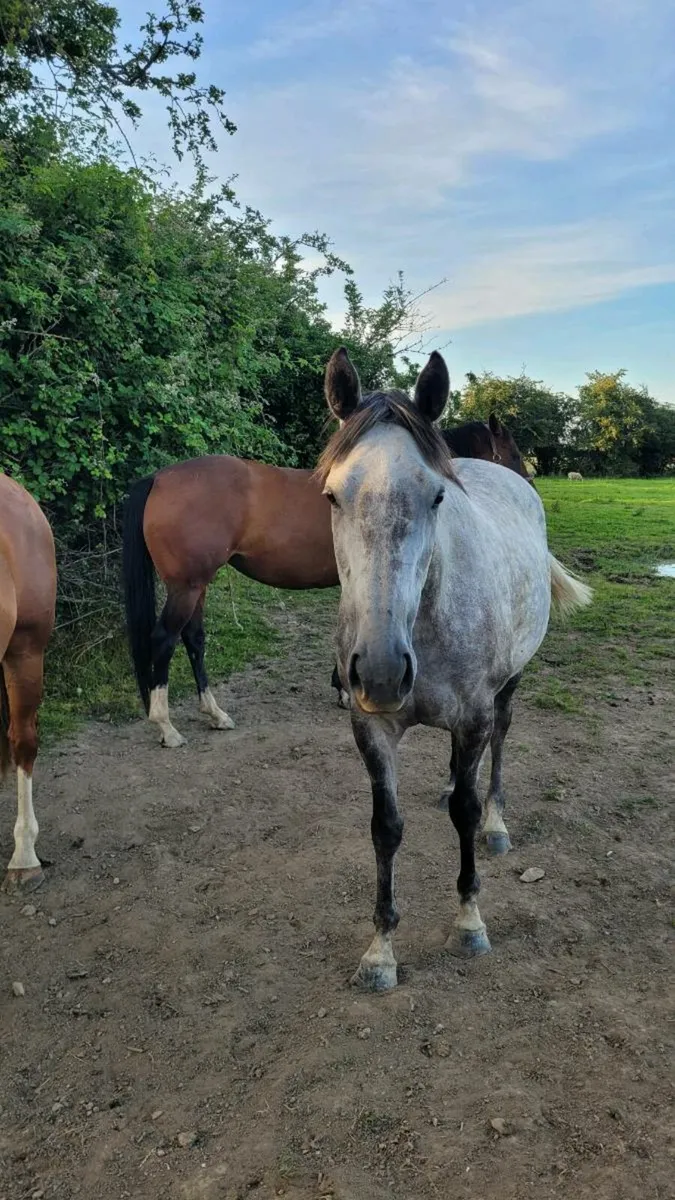 Horse - Image 1