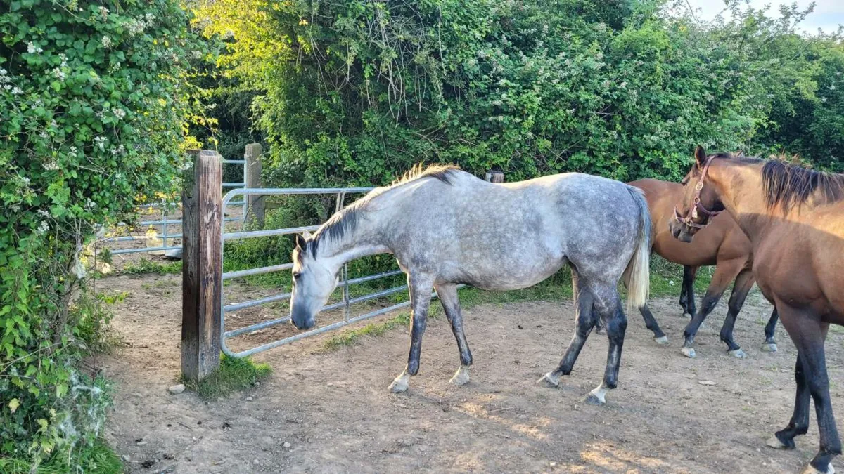 Horse - Image 2