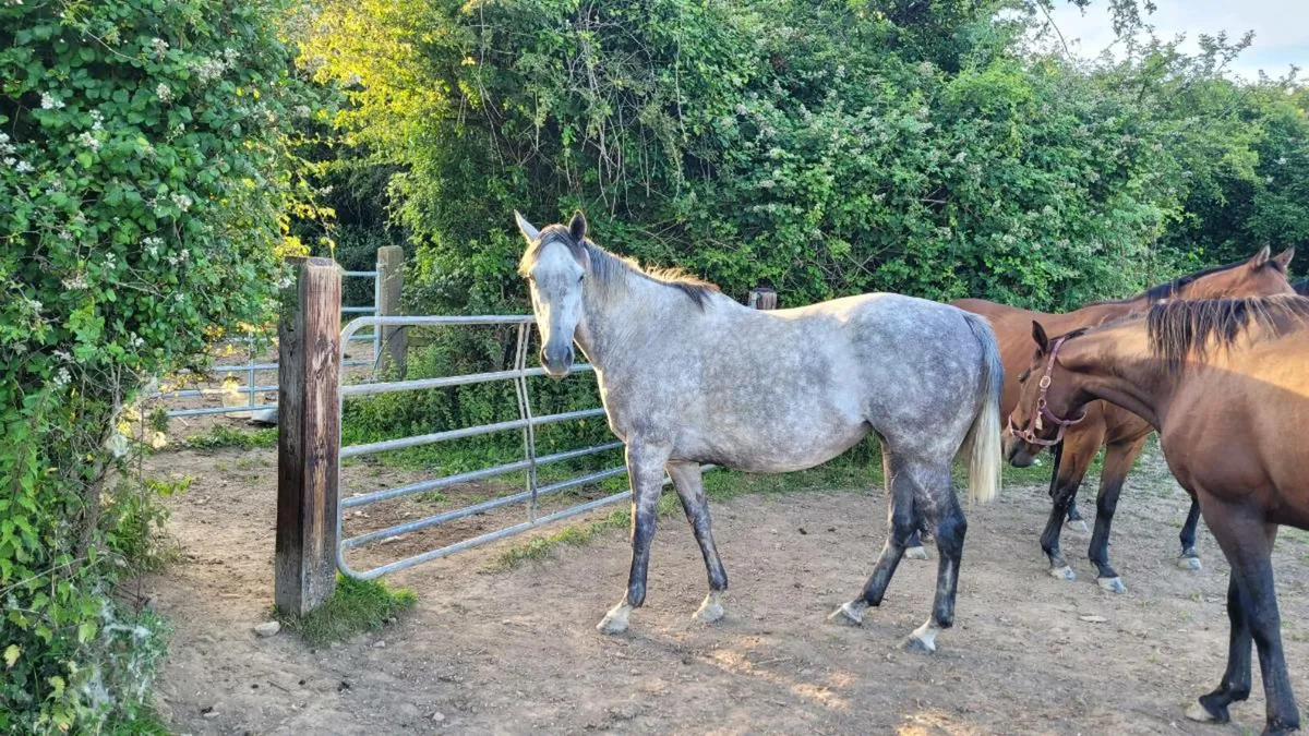 Horse - Image 3