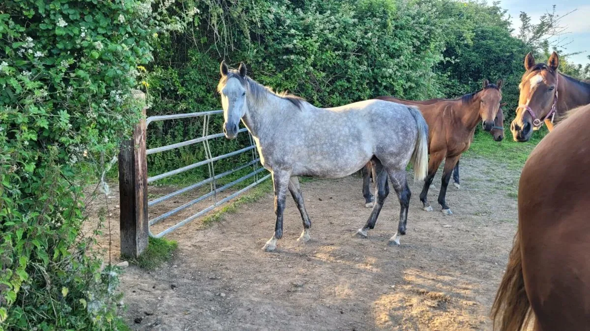 Horse - Image 4
