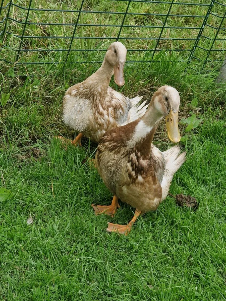 Ducks - Image 1