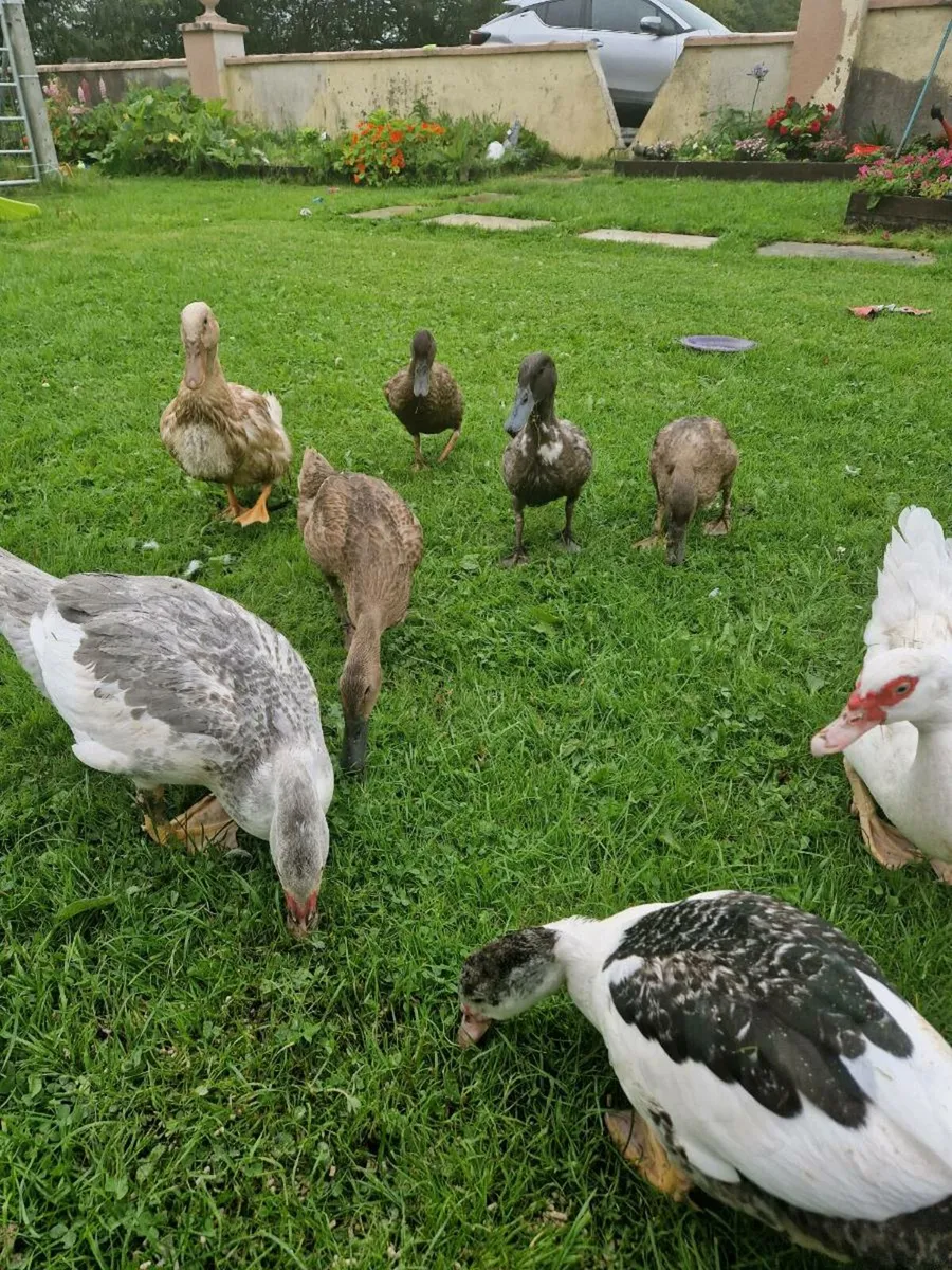 Ducks - Image 2