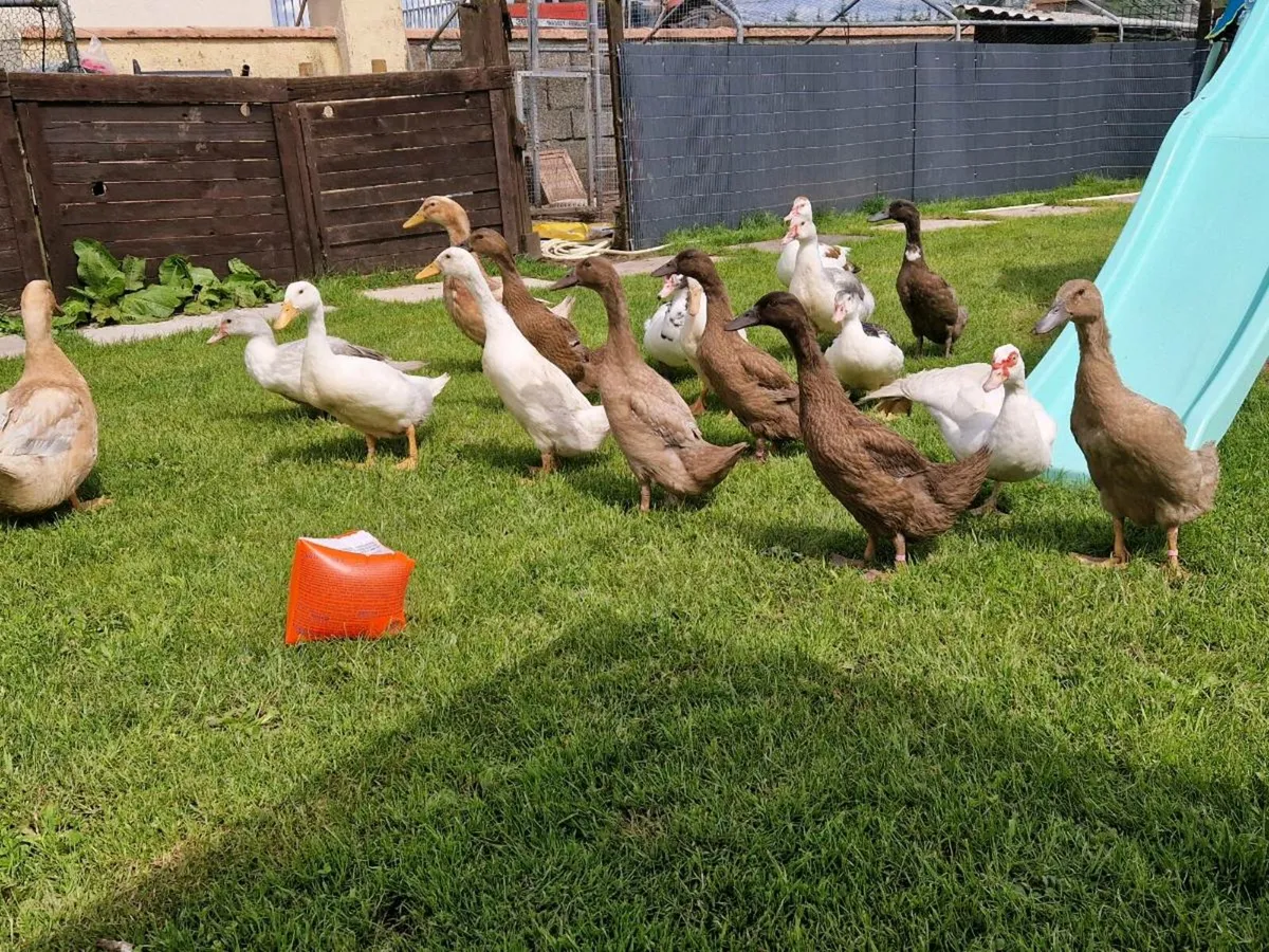 Ducks - Image 3