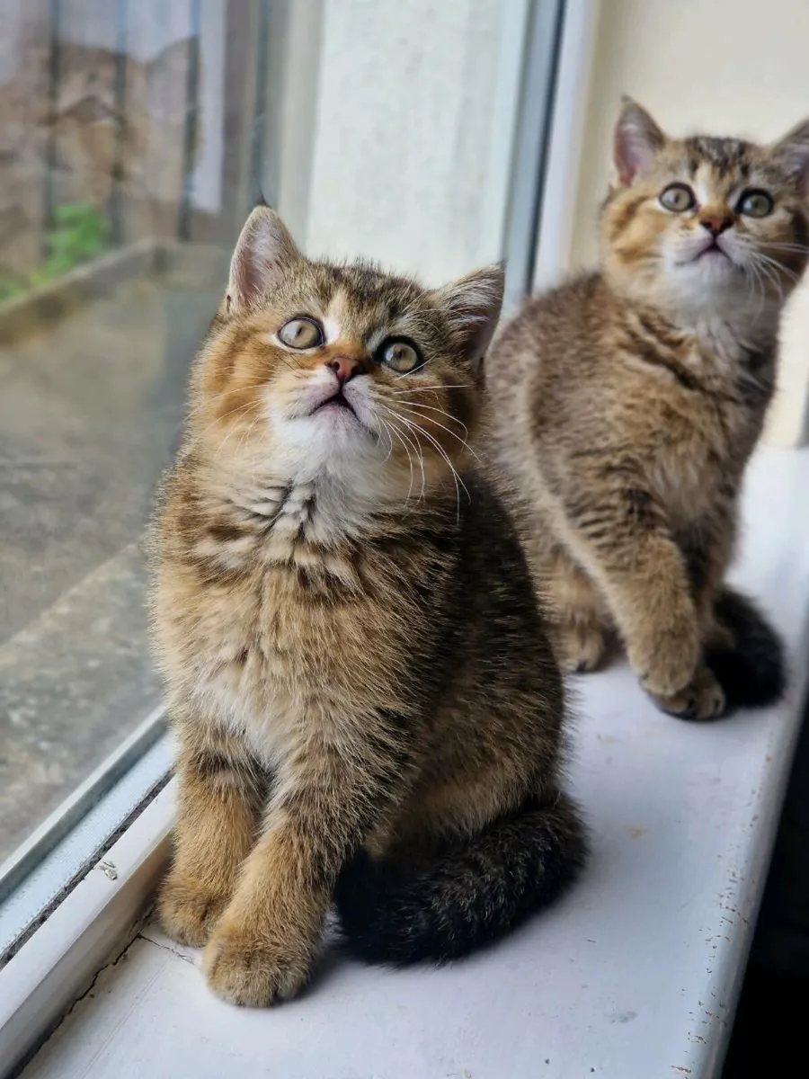 British Shorthair kitten - Image 1