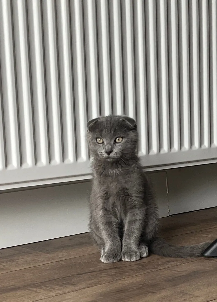 Scottish Fold - Image 1