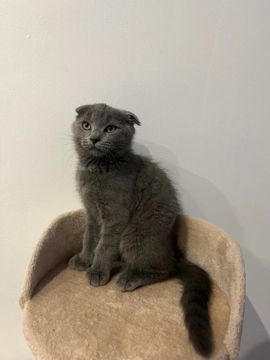 Scottish Fold - Image 2