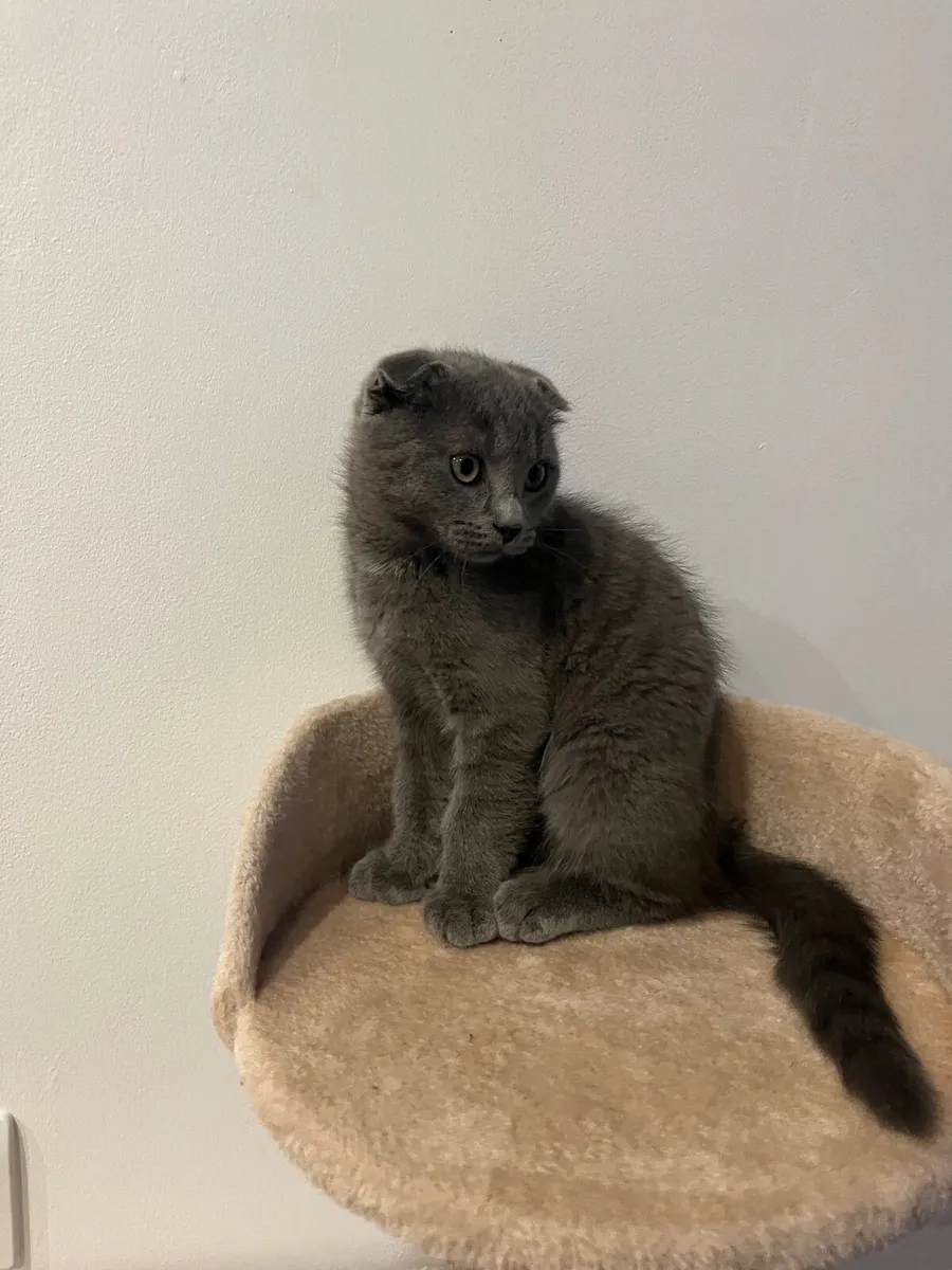 Scottish Fold - Image 3