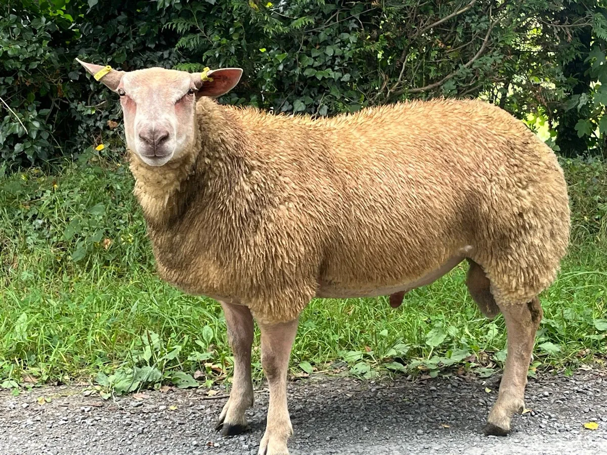 Pedigree Charollais Ram Lamb - Image 1