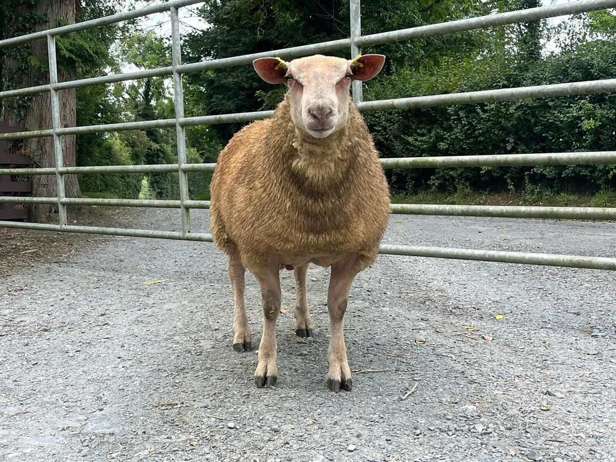 Pedigree Charollais Ram Lamb - Image 2