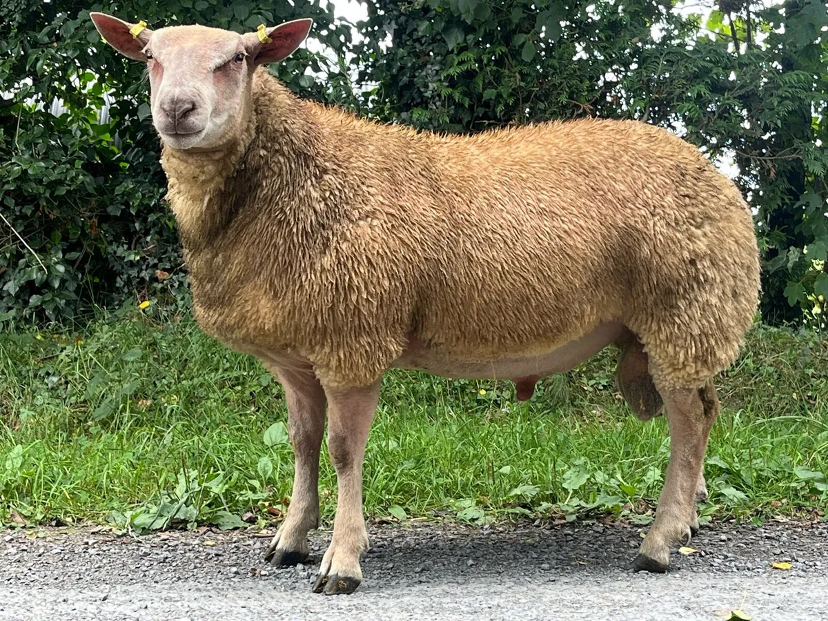 Pedigree Charollais Ram Lamb - Image 3