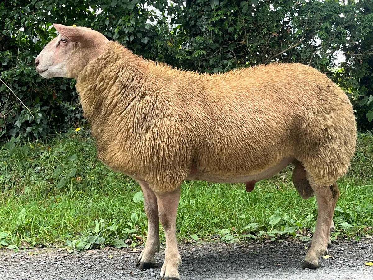 Pedigree Charollais Ram Lamb - Image 4