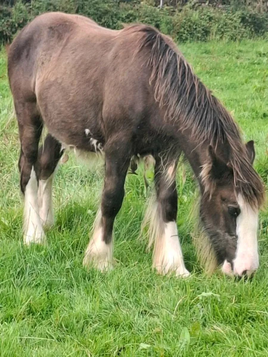 Two proper cob colts - Image 1