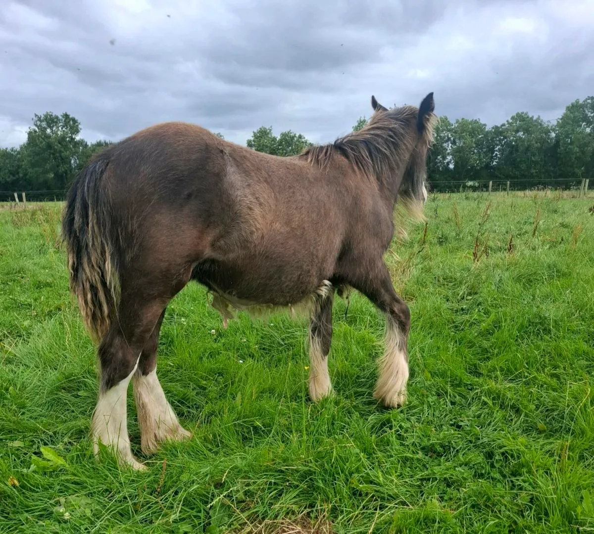 Two proper cob colts - Image 2