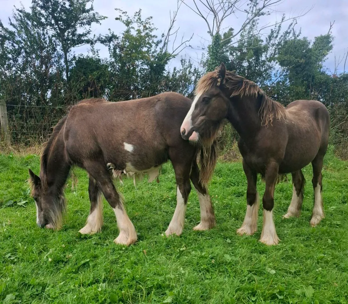 Two proper cob colts - Image 3