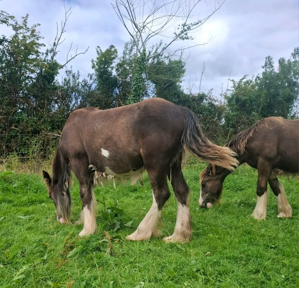 Two proper cob colts - Image 4