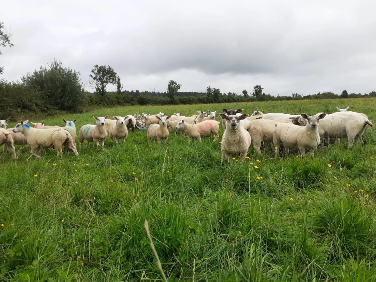 40 ewe & weather Lambs - Image 1